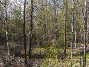 Vittsjö - 2013